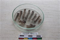 藏品(家犬)的圖片