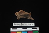 藏品(家犬)的圖片