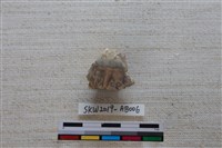 藏品(獸骨)的圖片