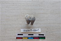 藏品(獸骨)的圖片