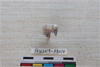 藏品(獸骨)的圖片