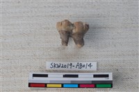 藏品(獸骨)的圖片