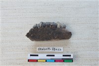 藏品(獸骨)的圖片