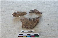 藏品(獸骨)的圖片