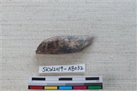 藏品(獸骨)的圖片