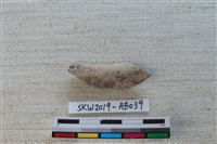 藏品(獸骨)的圖片