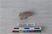 藏品(獸骨)的圖片