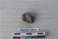 藏品(獸骨)的圖片