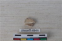 藏品(獸骨)的圖片