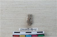 藏品(獸骨)的圖片