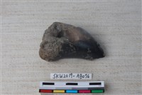 藏品(獸骨)的圖片