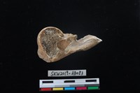 藏品(獸骨)的圖片