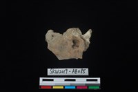 藏品(獸骨)的圖片