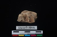 藏品(獸骨)的圖片