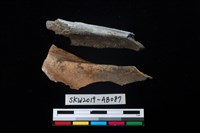 藏品(獸骨)的圖片