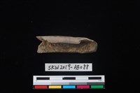 藏品(獸骨)的圖片