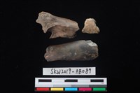 藏品(家犬)的圖片