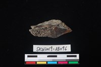 藏品(獸骨)的圖片