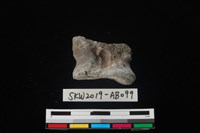 藏品(獸骨)的圖片