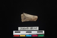 藏品(獸骨)的圖片