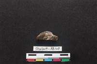 藏品(獸骨)的圖片