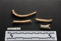 藏品(獸骨)的圖片