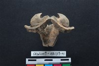 藏品(獸骨)的圖片