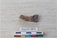 藏品(獸骨)的圖片