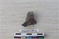 藏品(獸骨)的圖片