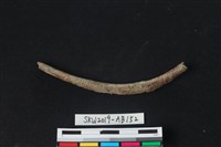 藏品(獸骨)的圖片