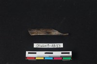 藏品(獸骨)的圖片