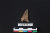 藏品(獸骨)的圖片