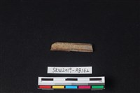 藏品(獸骨)的圖片