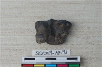 藏品(獸骨)的圖片