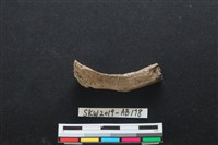 藏品(獸骨)的圖片