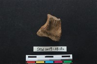 藏品(獸骨)的圖片