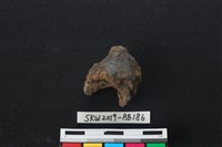 藏品(獸骨)的圖片