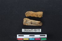 藏品(獸骨)的圖片