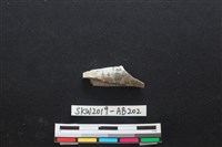 藏品(獸骨)的圖片