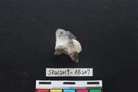 藏品(獸骨)的圖片