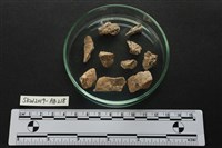 藏品(獸骨)的圖片