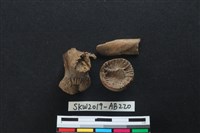 藏品(獸骨)的圖片