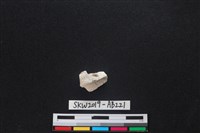 藏品(獸骨)的圖片
