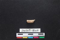 藏品(獸骨)的圖片