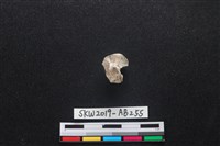 藏品(獸骨)的圖片