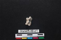 藏品(獸骨)的圖片