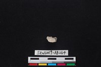 藏品(獸骨)的圖片