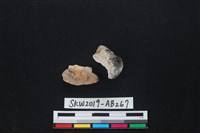 藏品(獸骨)的圖片