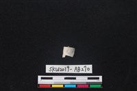 藏品(獸骨)的圖片