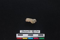 藏品(獸骨)的圖片